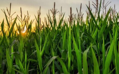 Vertical Farming, is this farming’s future?