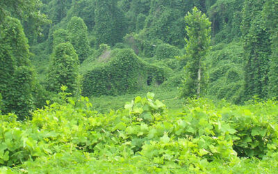 Invasive Plant Species – What To Look For